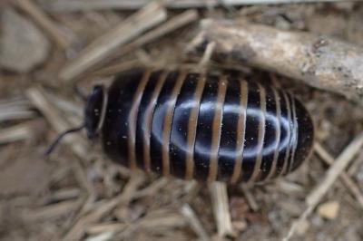 Glomeris marginata