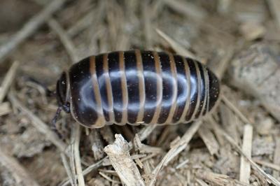 Glomeris marginata
