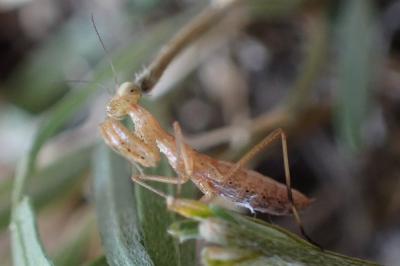 Iris oratoria