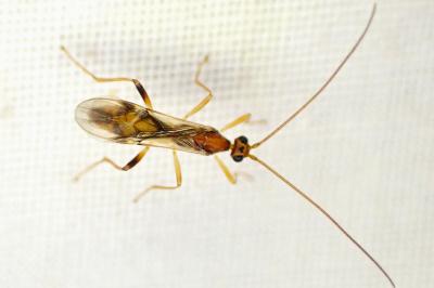 Aleiodes