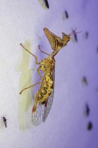 Mantispa styriaca
