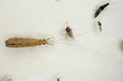Oecetis notata
