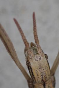 Clonopsis gallica