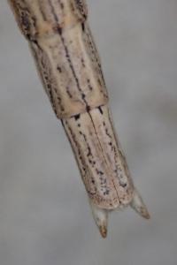 Clonopsis gallica