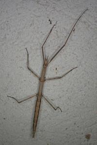 Clonopsis gallica