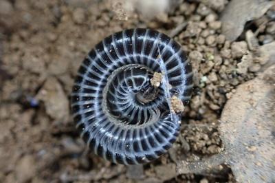 Ommatoiulus sabulosus aimatopodus