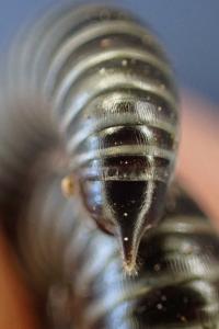Ommatoiulus sabulosus aimatopodus