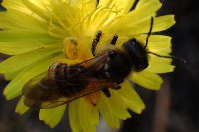 Halictus scabiosae