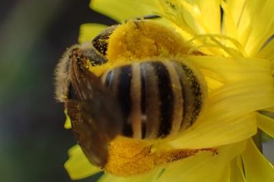 Halictus scabiosae