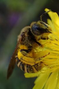 Halictus scabiosae
