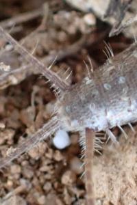 Ctenolepisma ciliata