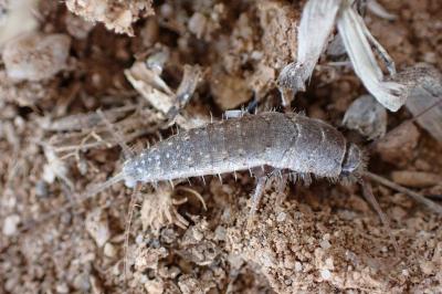 Ctenolepisma ciliata