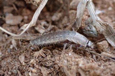 Ctenolepisma ciliata