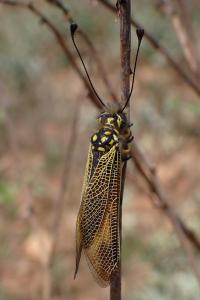 Libelloides ictericus