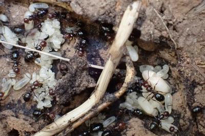 Camponotus lateralis