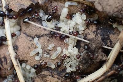 Camponotus lateralis