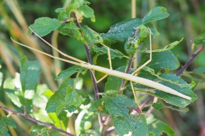 Clonopsis gallica