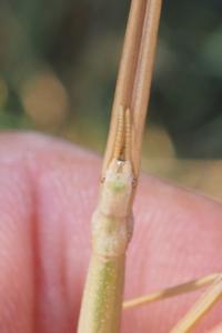Clonopsis gallica