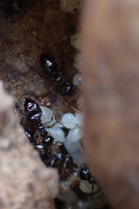 Crematogaster auberti
