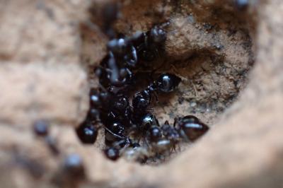Crematogaster auberti
