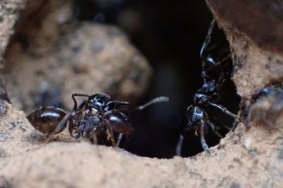 Crematogaster auberti