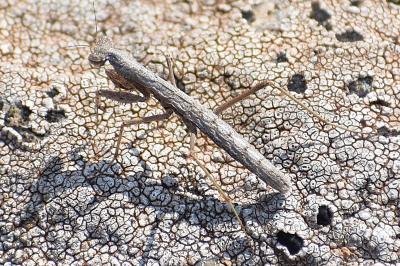 Geomantis larvoides