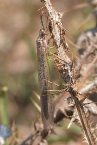 Creoleon lugdunensis