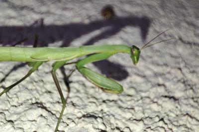 Mantis religiosa