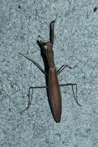 Mantis religiosa