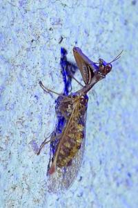 Mantispa styriaca