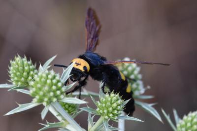 Megascolia maculata flavifrons