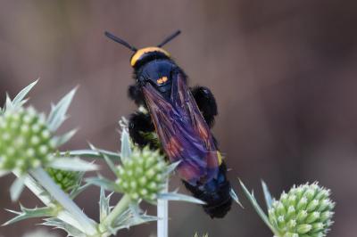 Megascolia maculata flavifrons