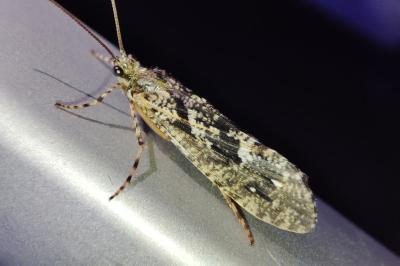 Phryganea grandis