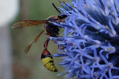 Delta unguiculatum