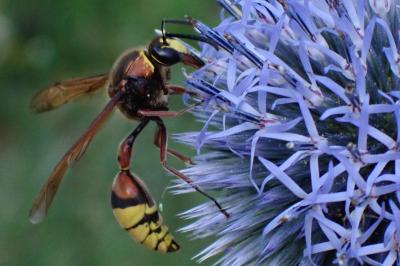 Delta unguiculatum
