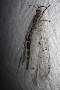 Distoleon tetragrammicus