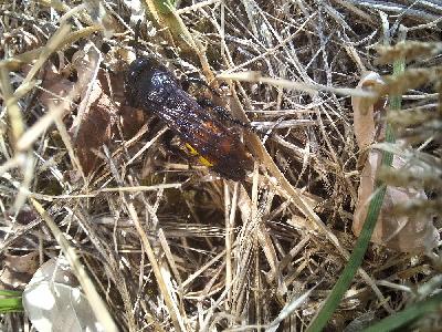 Scolia hirta