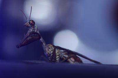 Mantispa styriaca