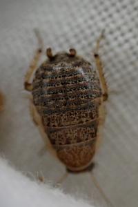 Phyllodromica subaptera