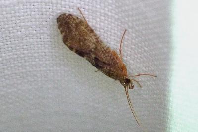 Rhyacophila dorsalis