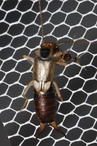 Forficula auricularia