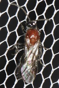 Smicromyrmini