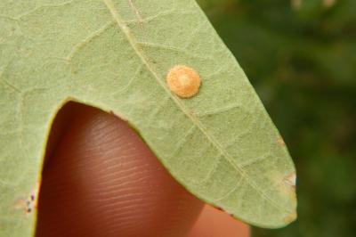 Neuroterus quercusbaccarum