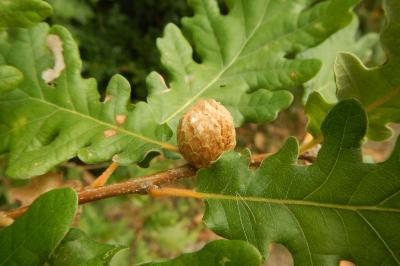 Andricus fecundatrix