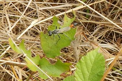 Sphex funerarius
