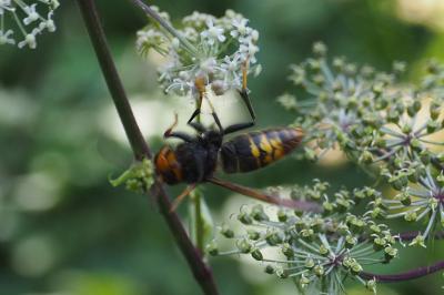 Vespa velutina nigrithorax