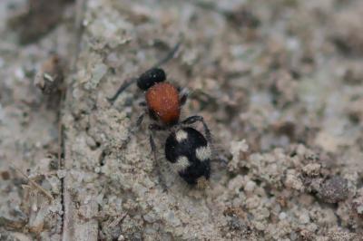 Dasylabris maura