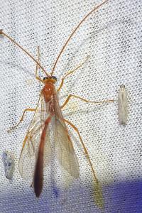 Enicospilus inflexus