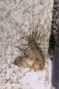 Scutigera coleoptrata