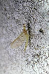 Ephemera glaucops
